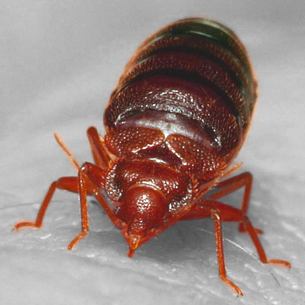 Aikuinen lude (Cimex lectularius)