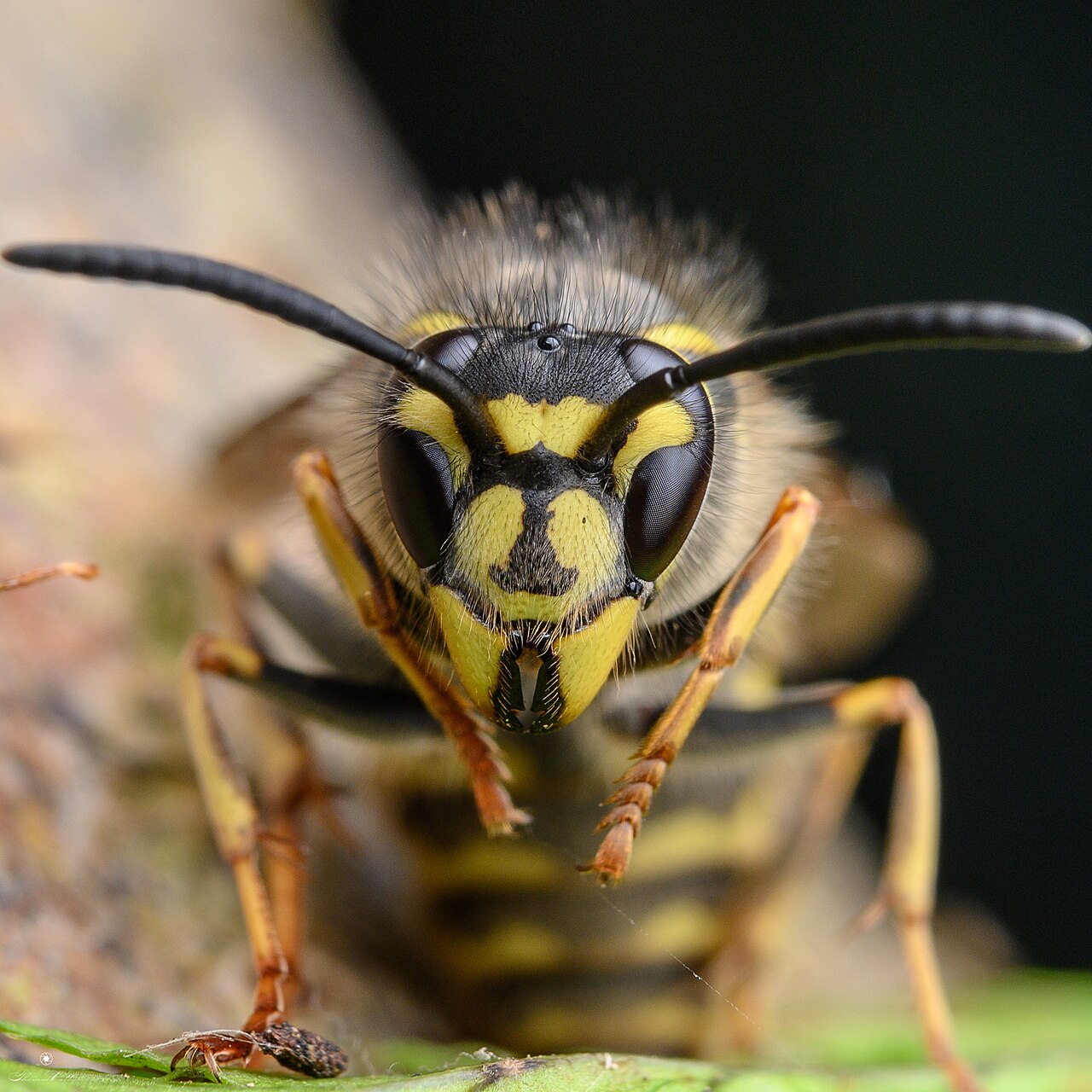 Ampiainen (Vespula vulgaris) lähikuvassa