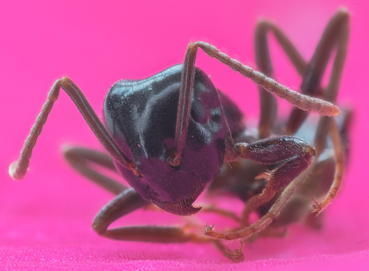 Faaraomuurahainen (Monomorium pharaonis)