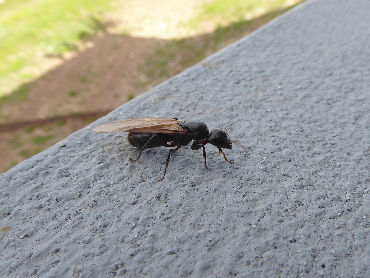 Hevosmuurahainen (Camponotus herculeanus)