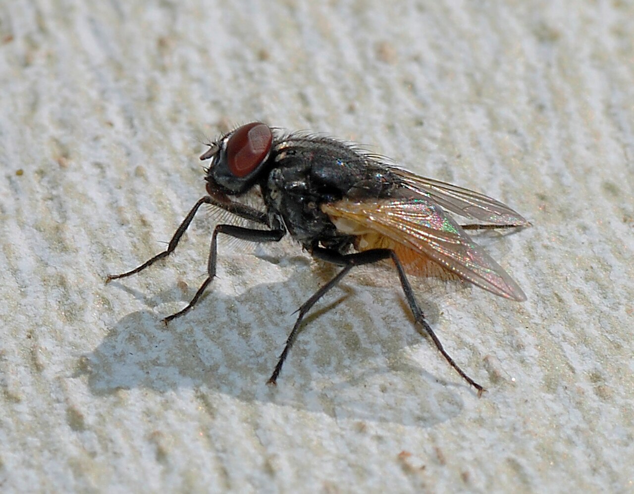 Huonekärpänen (Musca domestica) lähikuvassa