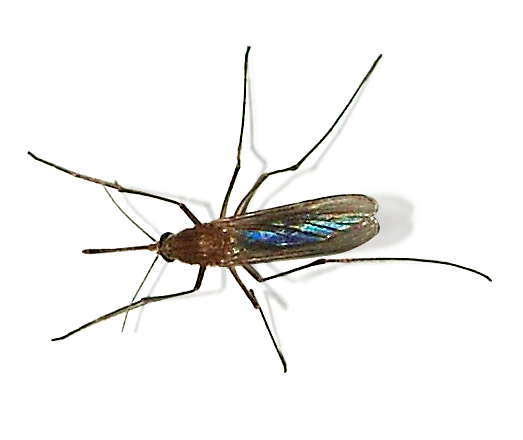 Hyttynen (Culex pipiens) lähikuvassa
