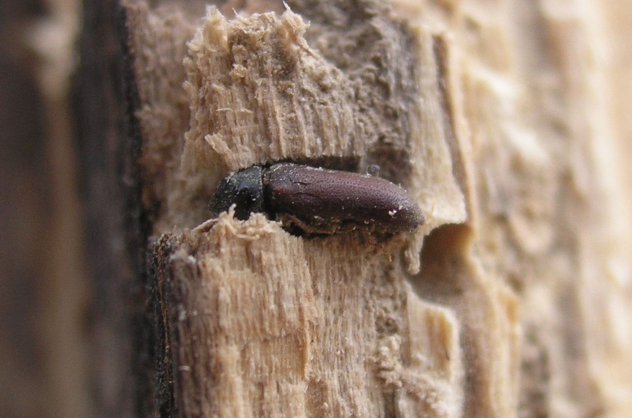Jumi (Anobium punctatum) lentoreiässä puussa
