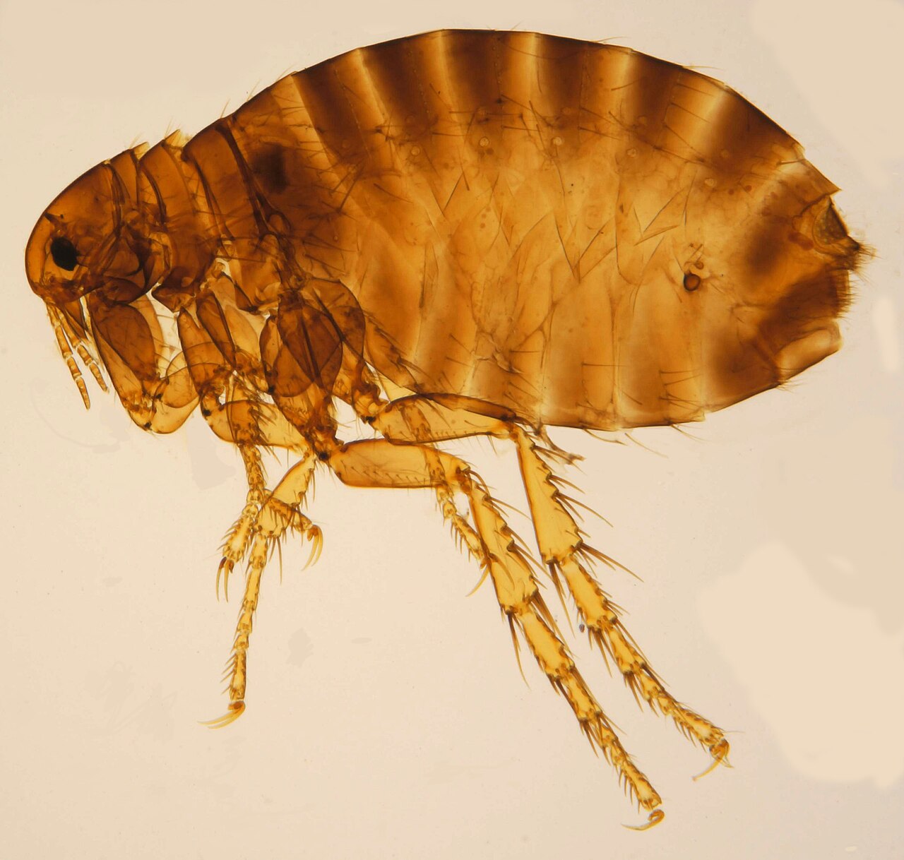 Kirppu (Pulex irritans) lähikuvassa