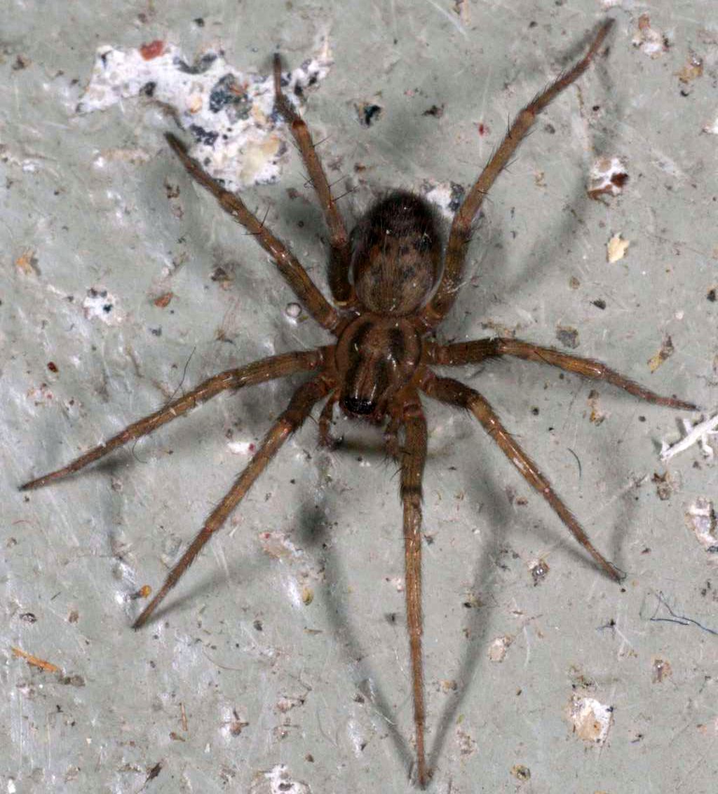 Kotihämähäkki (Tegenaria domestica) lähikuvassa
