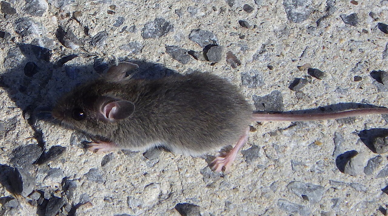 Kotihiiri (Mus musculus)