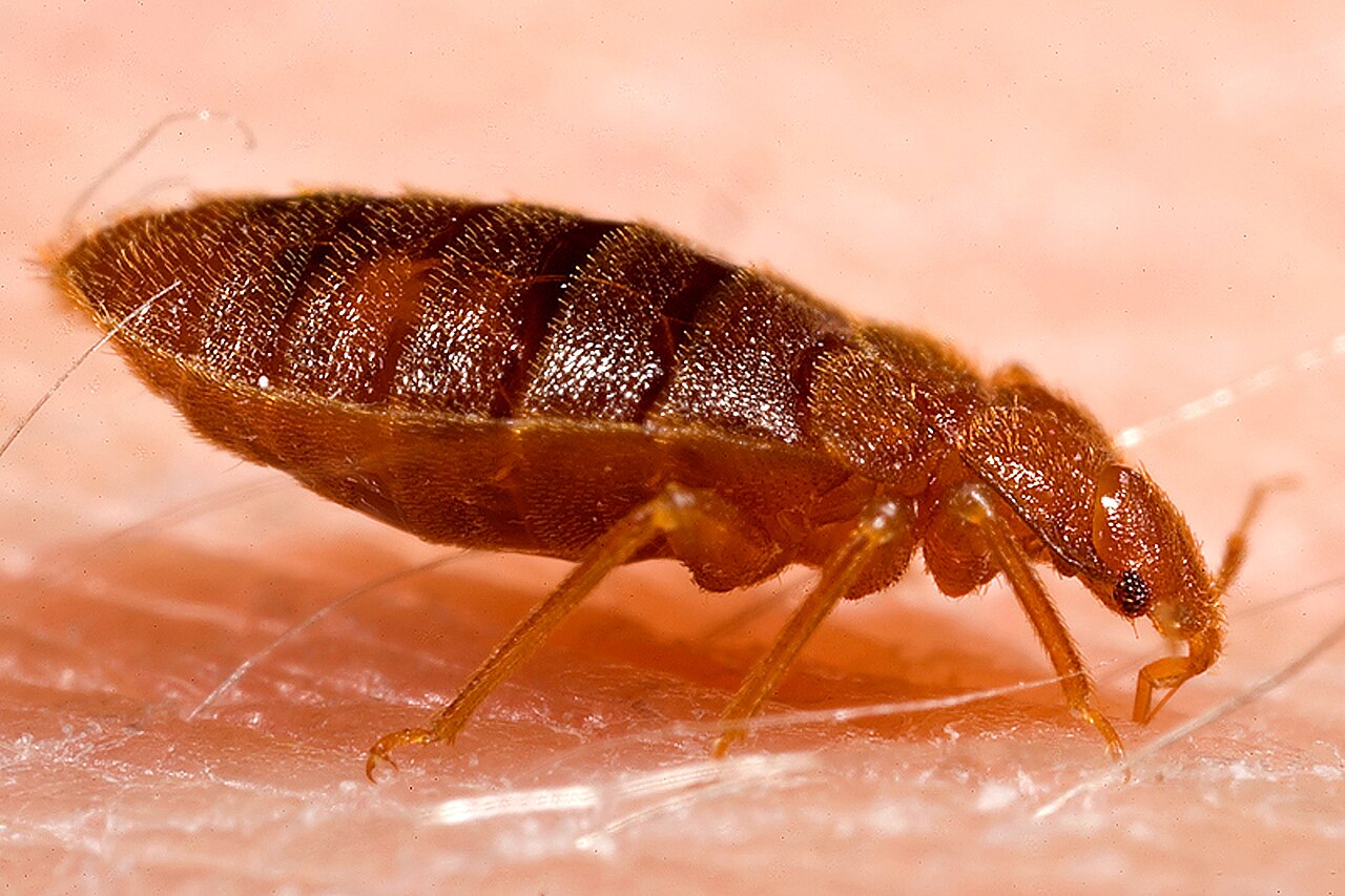 Aikuinen lude (Cimex lectularius) lähikuvassa
