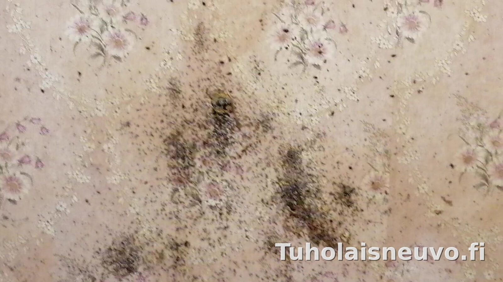 Luteen jälkiä seinällä laajassa tartunnassa