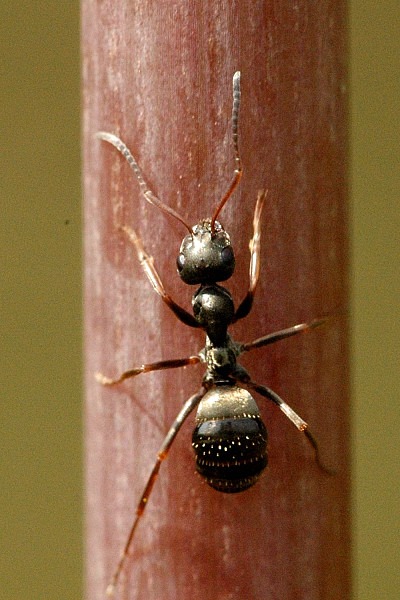 Musta muurahainen (Lasius niger) lähikuvassa