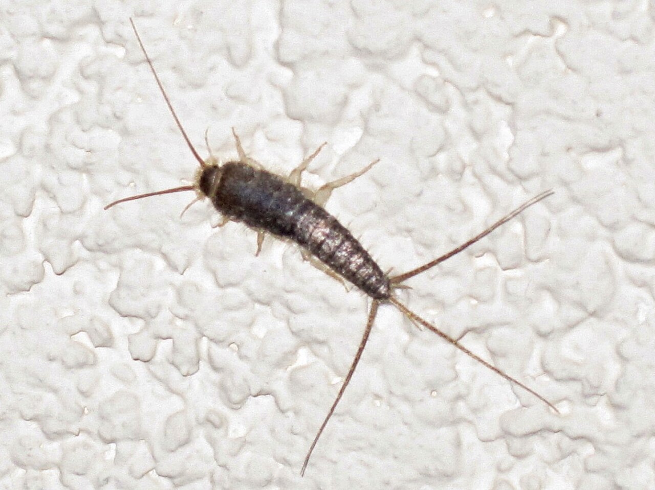 Paperitoukka (Ctenolepisma longicaudata)