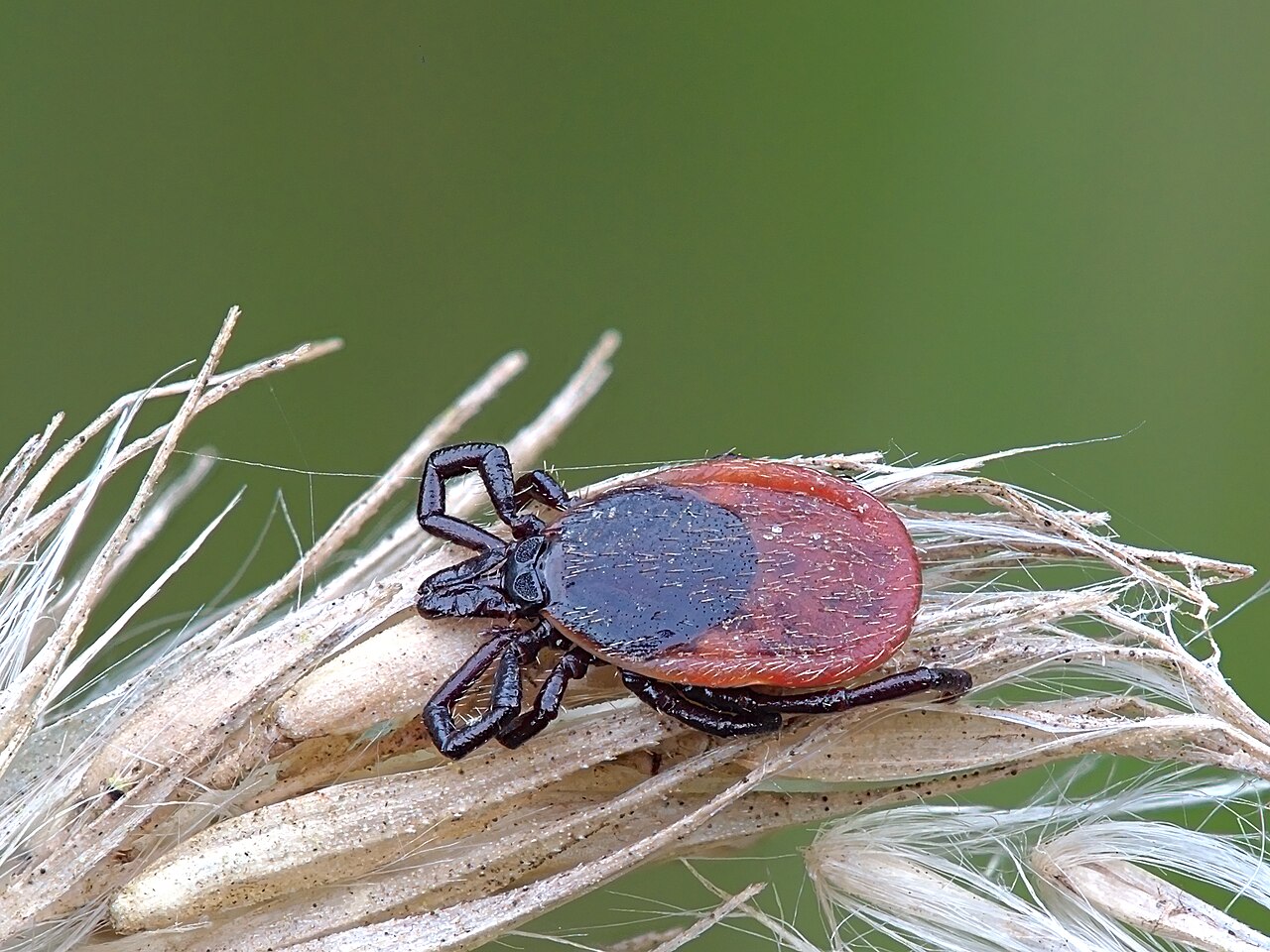 Puutiainen eli punkki (Ixodes ricinus) kasvillisuudessa