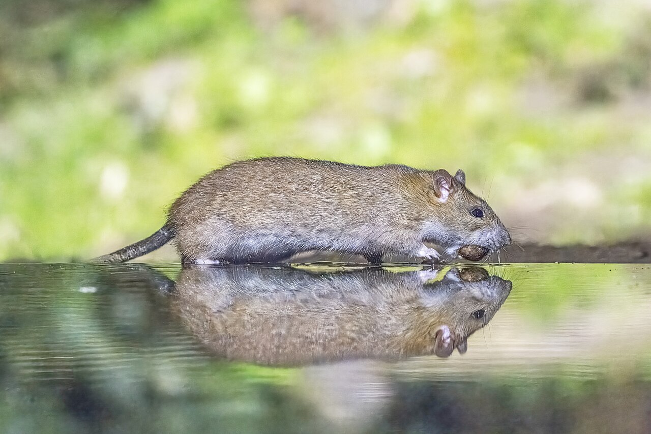 Rotta (Rattus norvegicus)