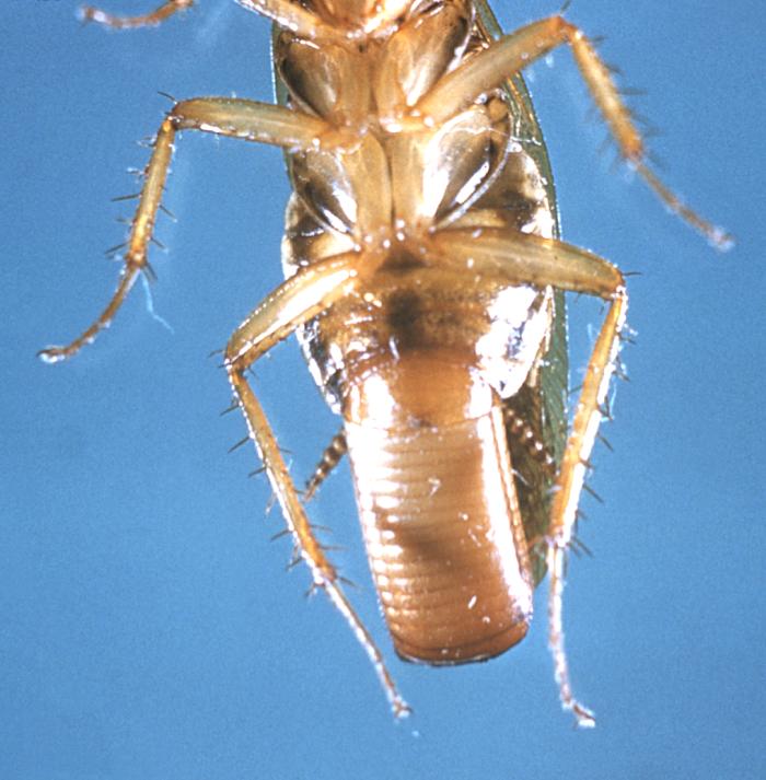 Saksantorakka (Blattella germanica) lähikuvassa