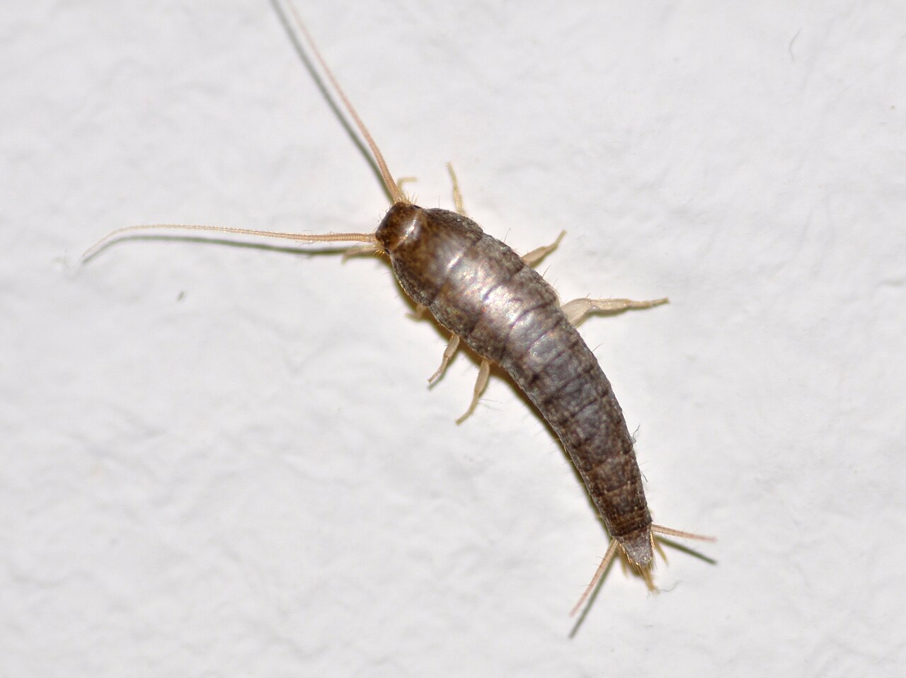 Sokeritoukka (Lepisma saccharina) lähikuvassa